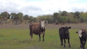Cows in the Marsh