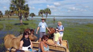 Airboat passengers petting the marsh horses